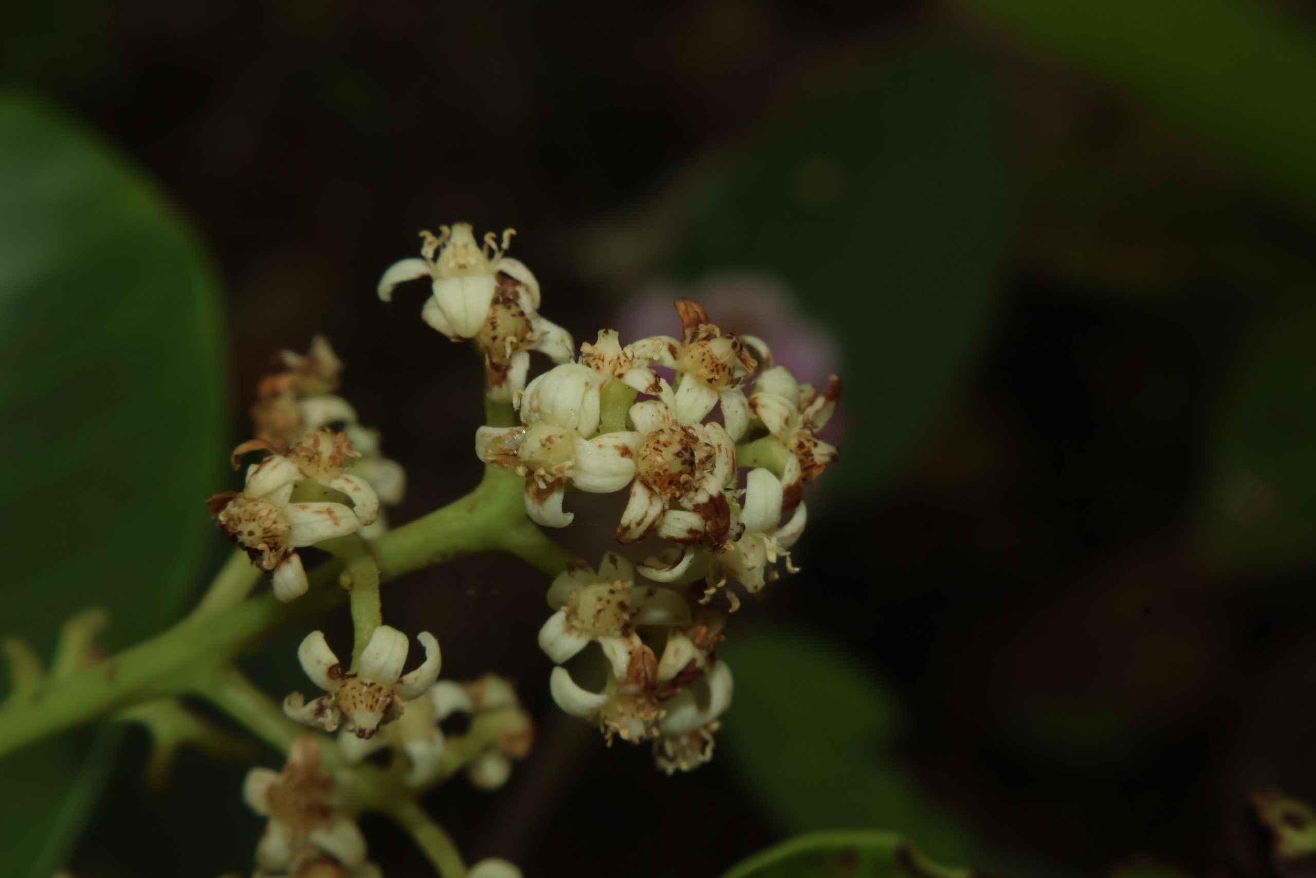 ANAC_Buchanania arborescens(Buwak)