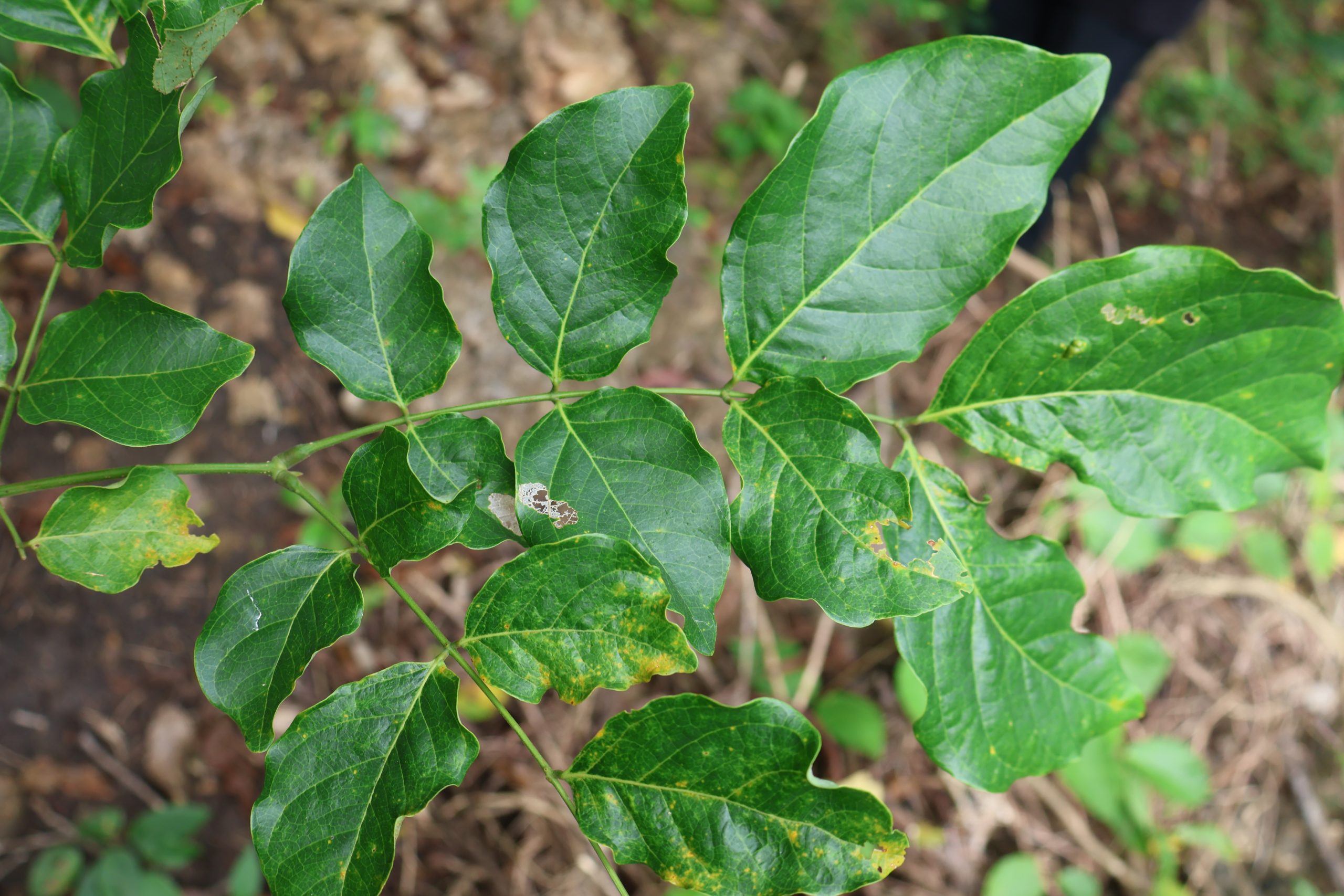 FABA_Albizia-saponaria-scaled